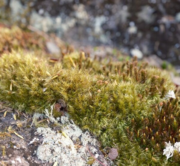 庭の苔・春5月の写真