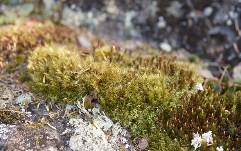 庭の苔・春5月の写真