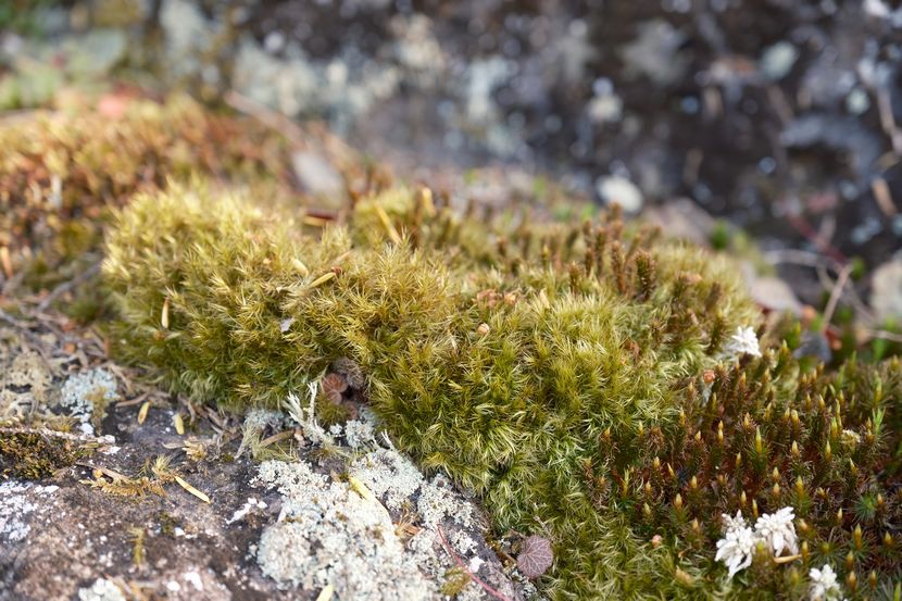 庭の苔・春5月の写真