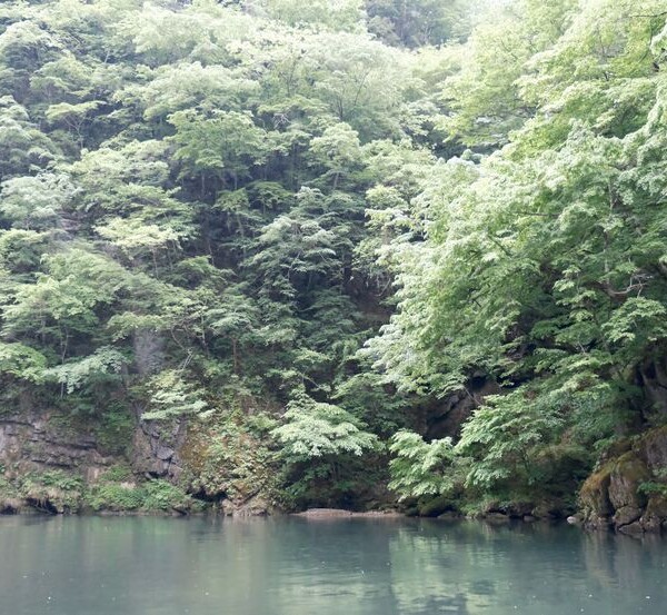 日本三大渓流の猊鼻渓の春５月の写真