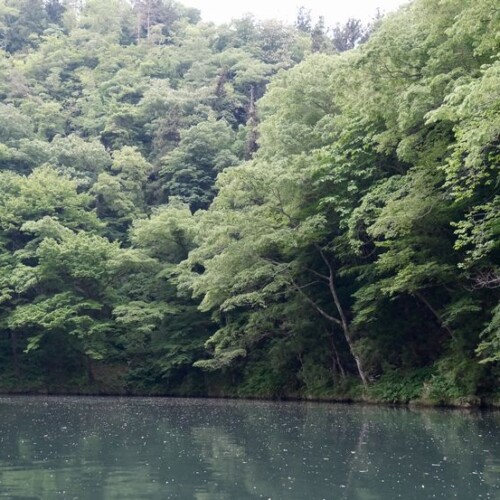 日本三大渓流の猊鼻渓の春５月の写真