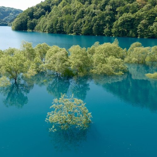 秋扇湖の春の水没林の風景写真