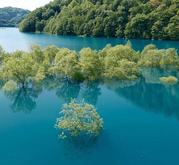 秋扇湖の春の水没林の風景写真