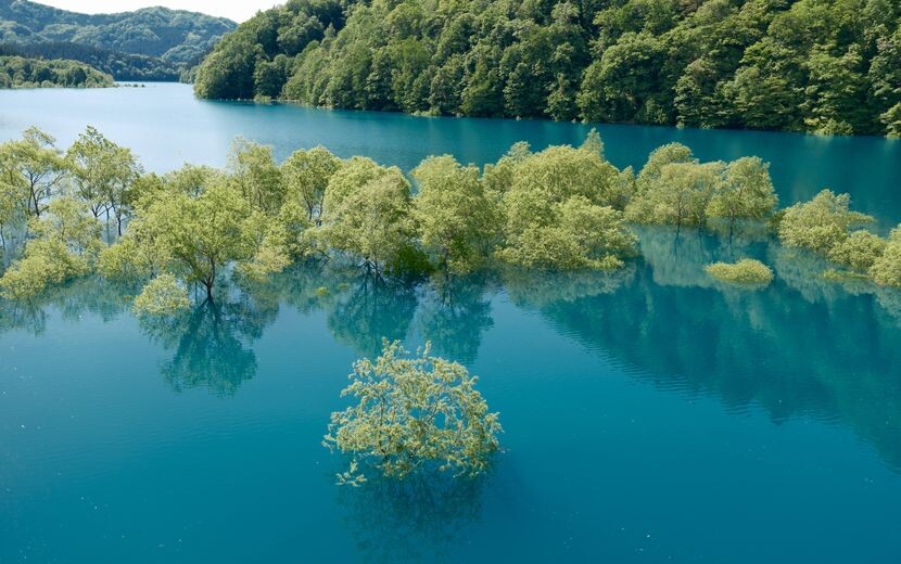 秋扇湖の春の水没林の風景写真