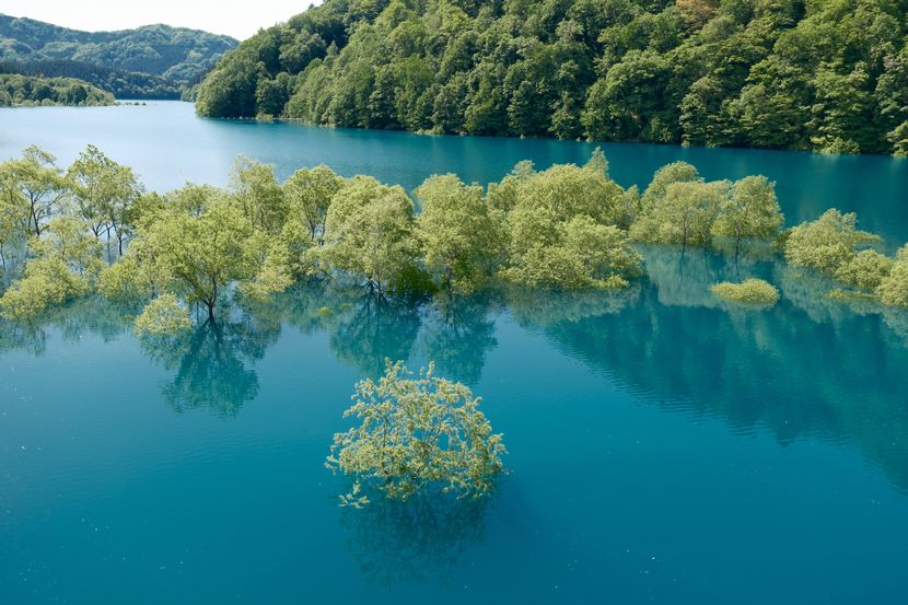 秋扇湖の春の水没林の風景写真