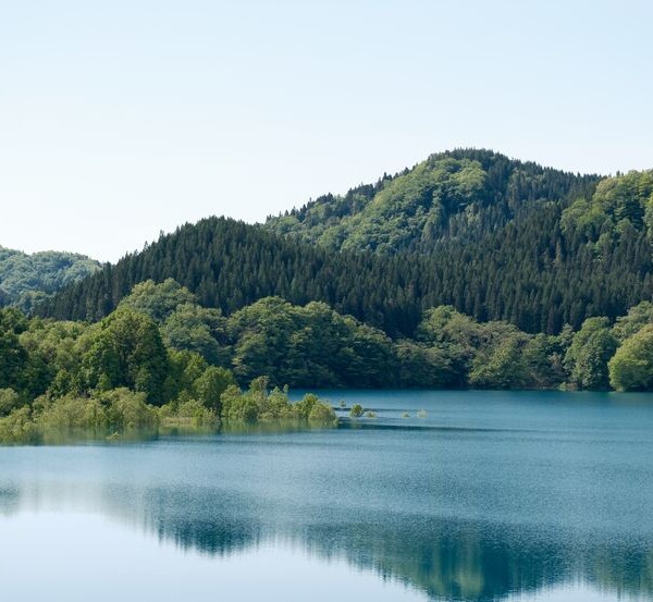 秋扇湖の春の水没林の風景写真