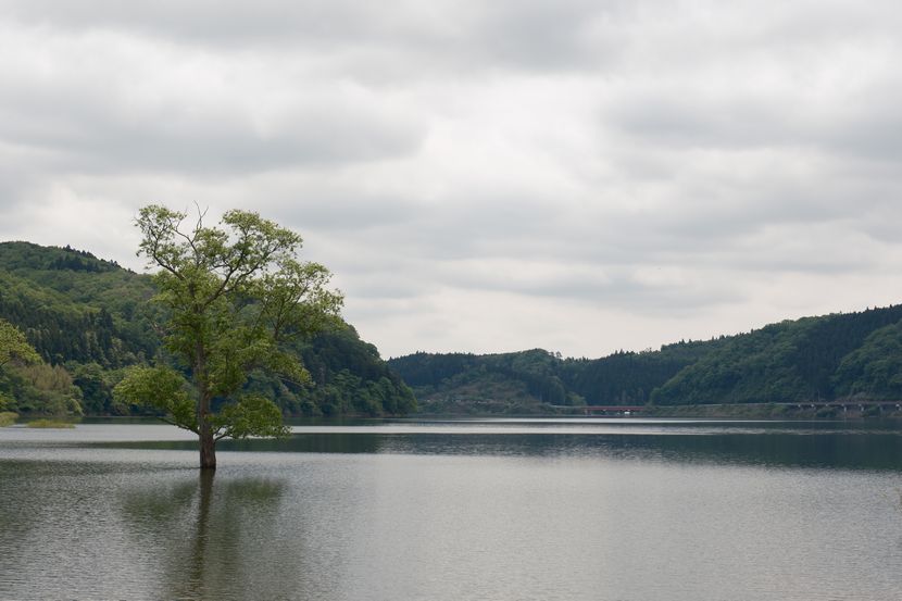 花山ダムの水没林の風景