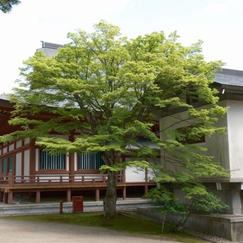 世界遺産毛越寺の敷地内の風景