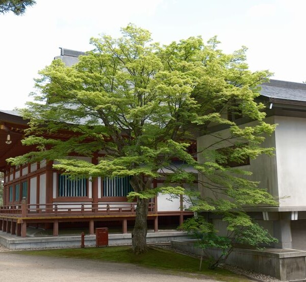 世界遺産毛越寺の敷地内の風景