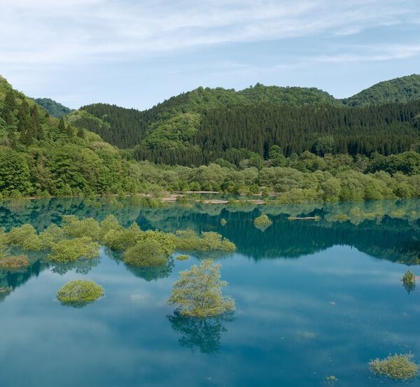 秋扇湖の春の水没林の風景写真