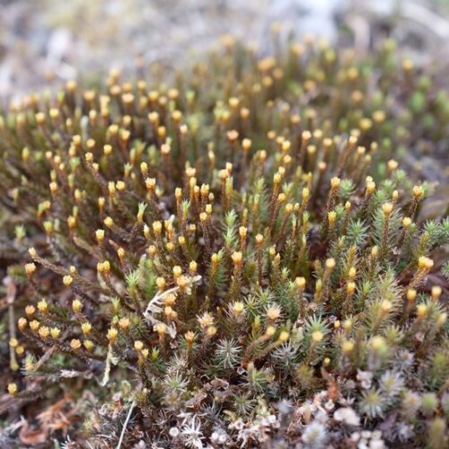 庭のウマスギゴケの胞子