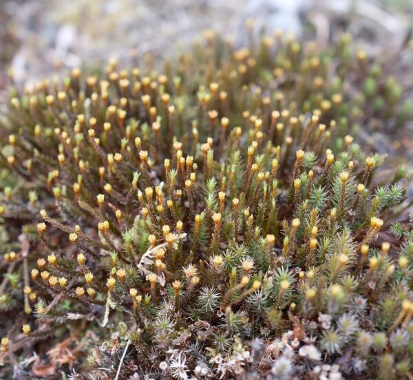 庭のウマスギゴケの胞子