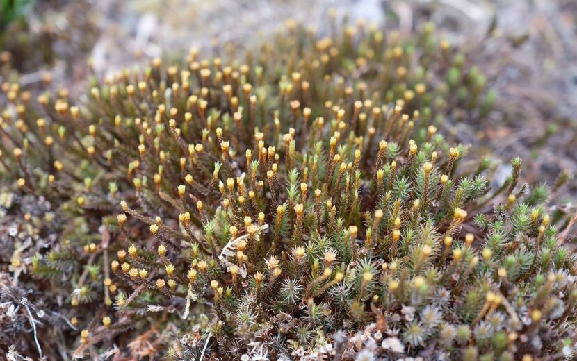 庭のウマスギゴケの胞子