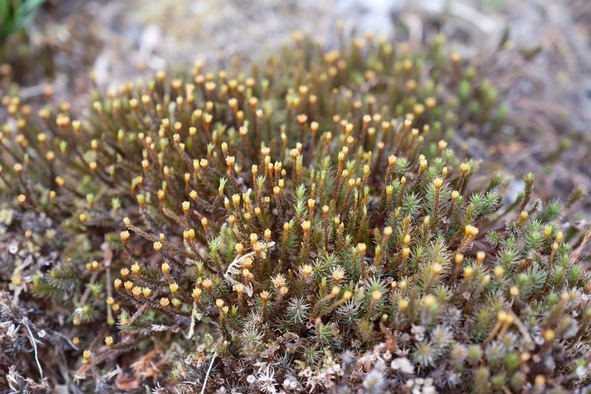 庭のウマスギゴケの胞子