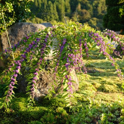 庭の紫式部の写真