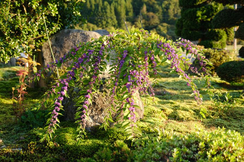 庭の紫式部の写真