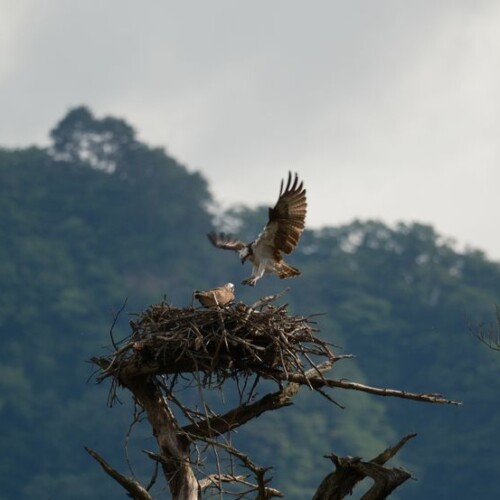 ミサゴの子育て
