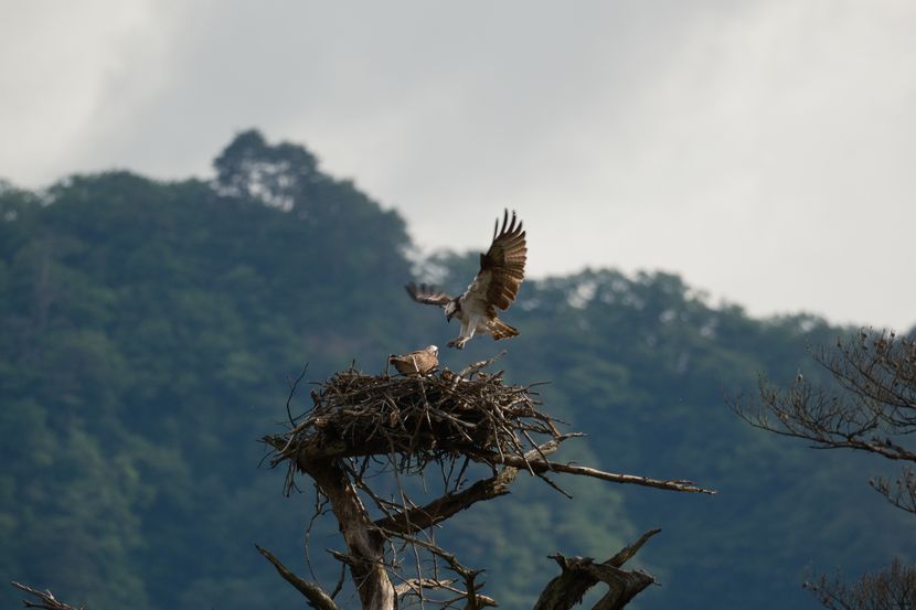 ミサゴの子育て