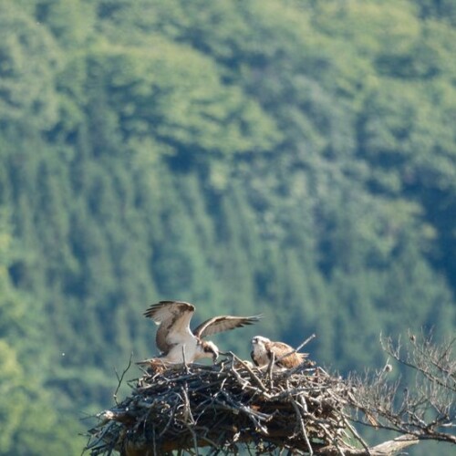 ミサゴの子育て