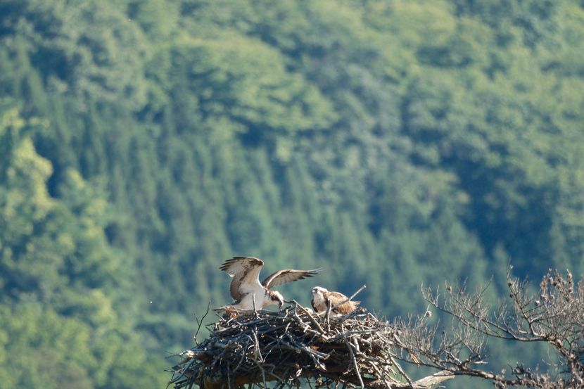 ミサゴの子育て