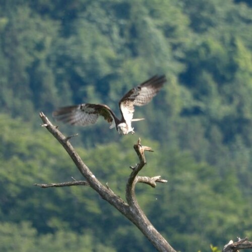 ミサゴの飛びたち