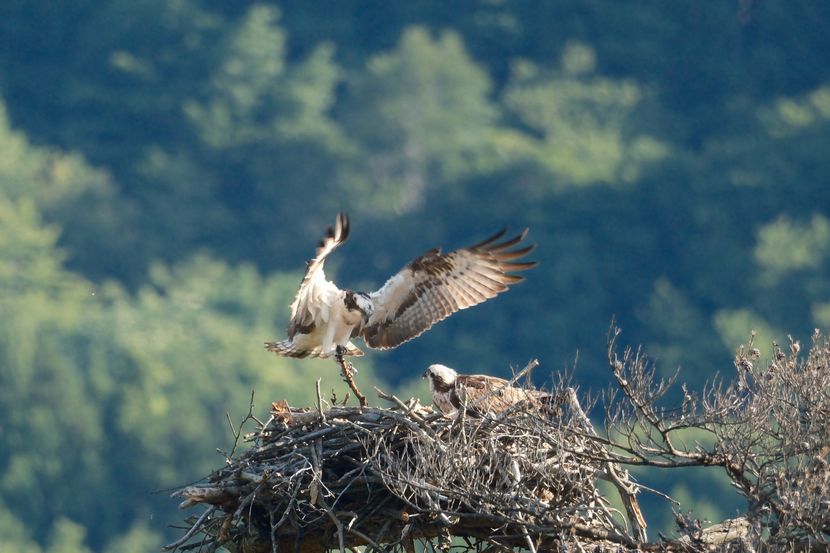 ミサゴの子育てと巣立ち
