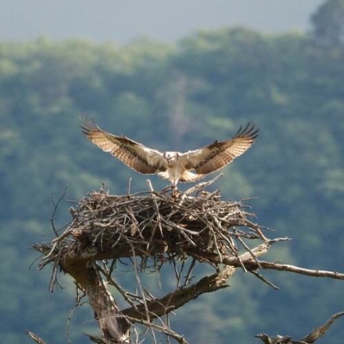 ミサゴの子育てと巣立ち