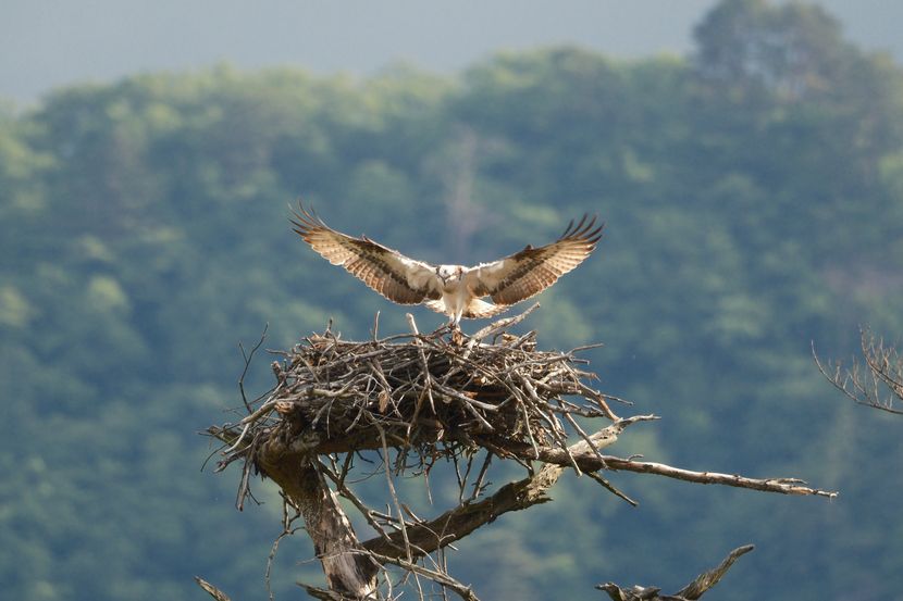 ミサゴの子育てと巣立ち