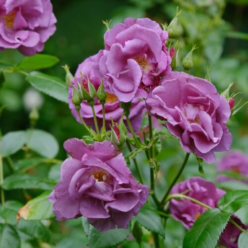 松島円通院のバラ