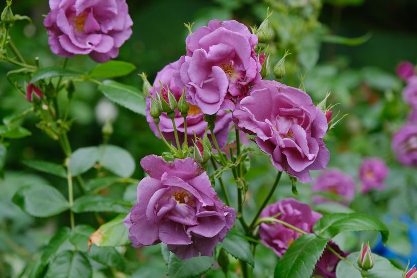 松島円通院のバラ