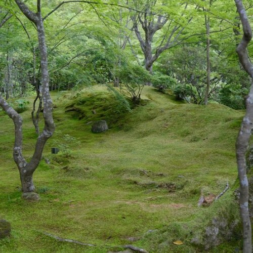 6月の円通院の風景写真