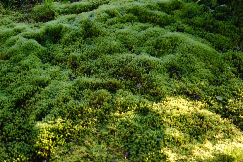 庭の苔の風景