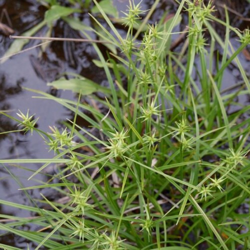 栗駒山世界谷地原生花園の高山植物