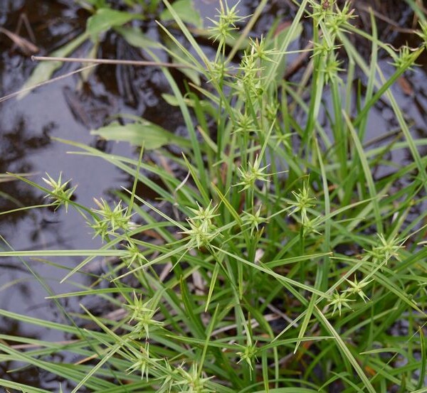 栗駒山世界谷地原生花園の高山植物