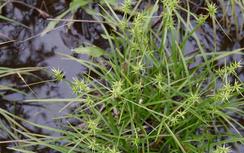 栗駒山世界谷地原生花園の高山植物