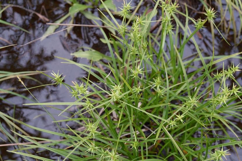栗駒山世界谷地原生花園の高山植物