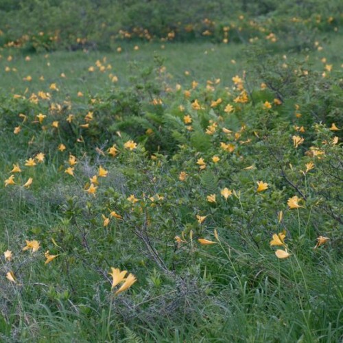栗駒山世界谷地原生花園のニッコウキスゲ