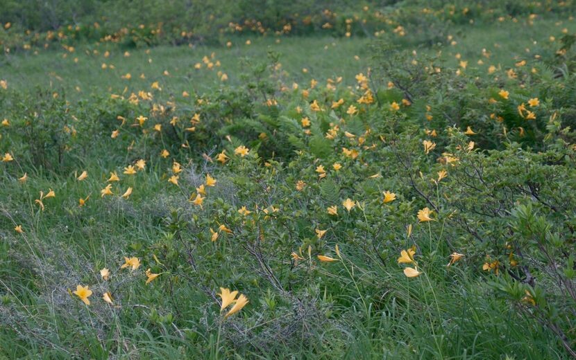 栗駒山世界谷地原生花園のニッコウキスゲ