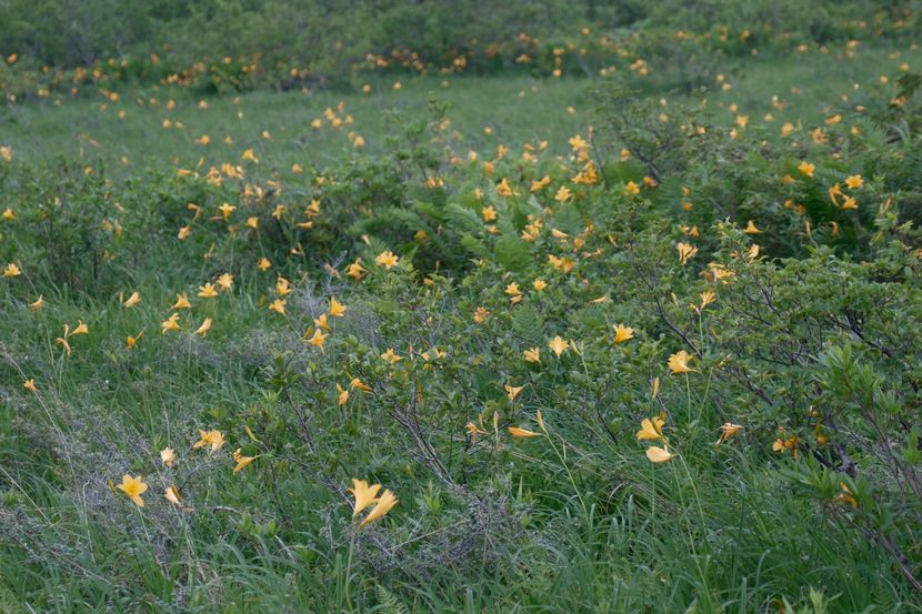 栗駒山世界谷地原生花園のニッコウキスゲ