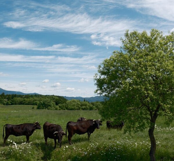 近くの牧場と牛の風景
