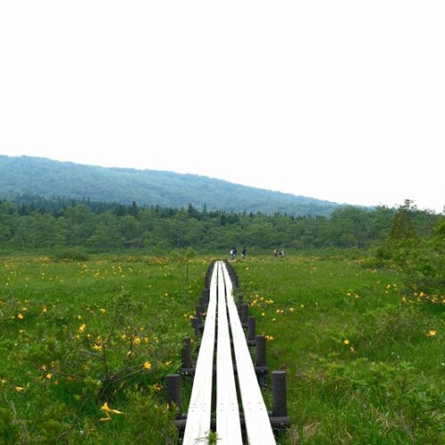 栗駒山世界谷地原生花園の木道