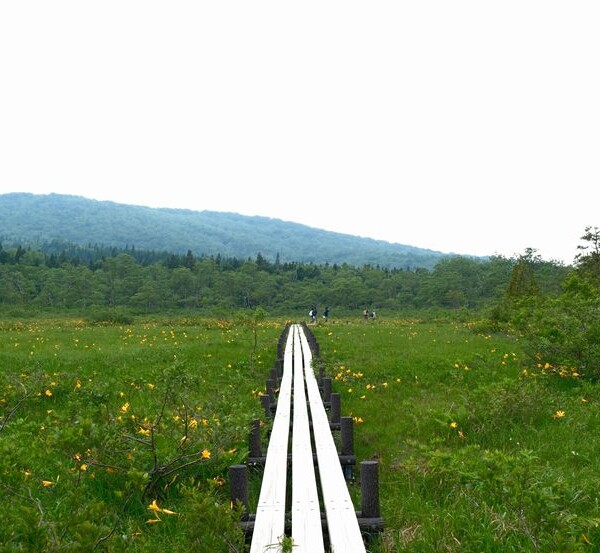 栗駒山世界谷地原生花園の木道