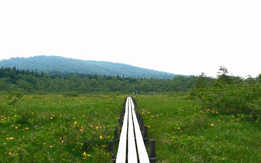 栗駒山世界谷地原生花園の木道