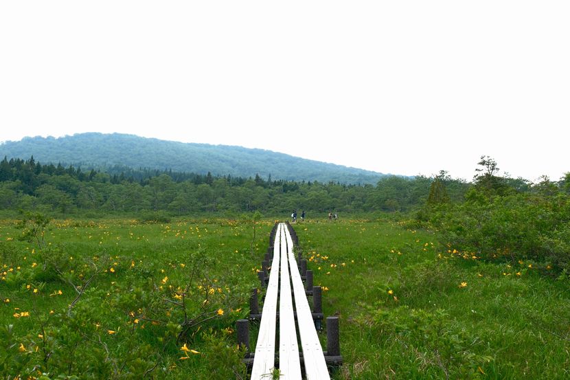 栗駒山世界谷地原生花園の木道