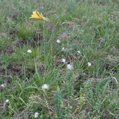 栗駒山世界谷地原生花園の高山植物