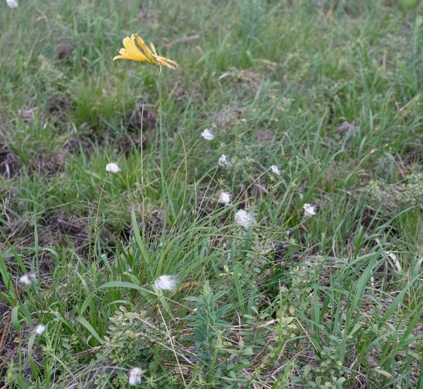 栗駒山世界谷地原生花園の高山植物