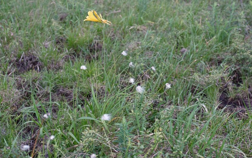 栗駒山世界谷地原生花園の高山植物