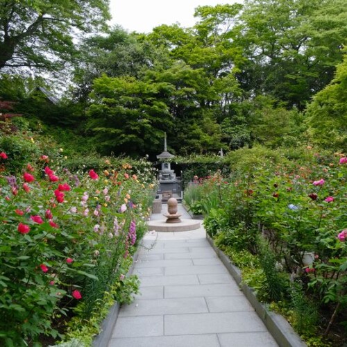 松島円通院のバラ園の風景