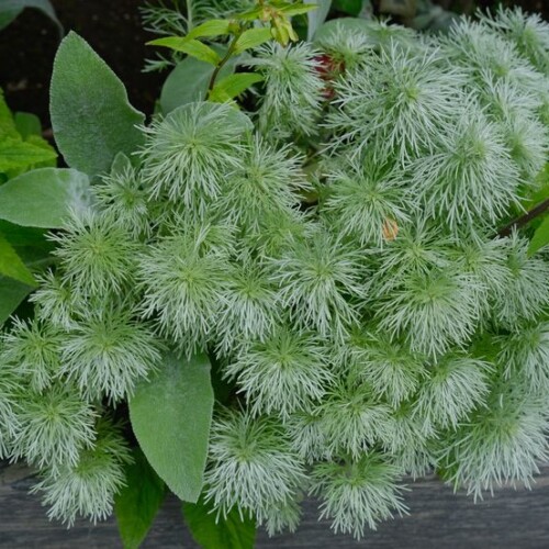 松島円通院の一風景