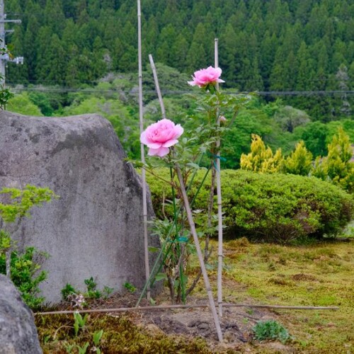 庭の牡丹の花の写真